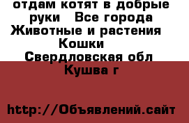 отдам котят в добрые руки - Все города Животные и растения » Кошки   . Свердловская обл.,Кушва г.